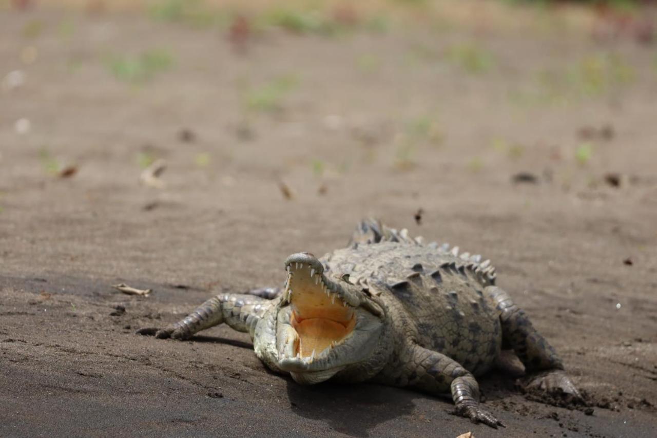 Iguanitas Lodge Pital  Екстериор снимка